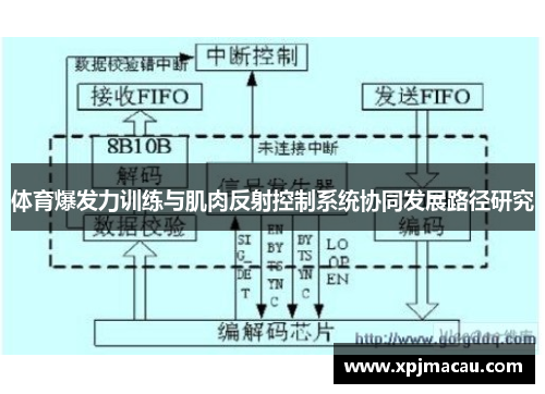 体育爆发力训练与肌肉反射控制系统协同发展路径研究
